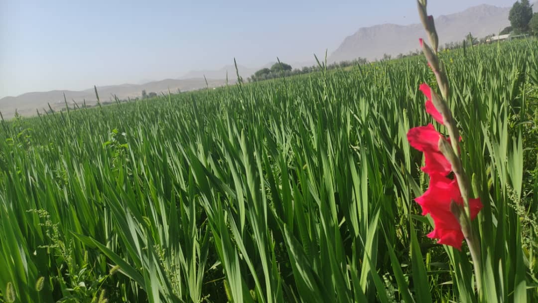 نخستین بار ۲۰ هکتار از زمین‌های کشاورزی شهرستان شهرکرد زیر کشت گلایول رفت+تصاویر