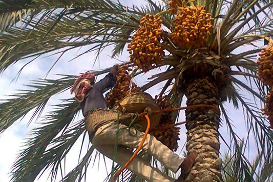 خوشه بندی درختان خرما در قیروکارزین