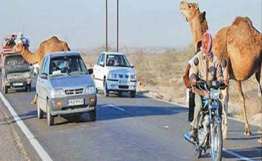 شتر&zwnj;های سرگردان بلای جان رانندگان و مزارع