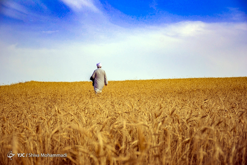 خرید گندم به ۴ میلیون و ۹۰۰ هزار تن رسید