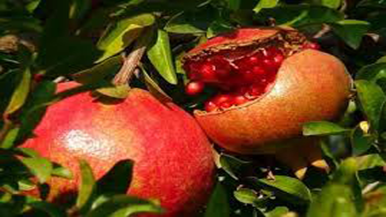 ابزاری کارآمد برای کاهش خسارت کرم گلوگاه انار