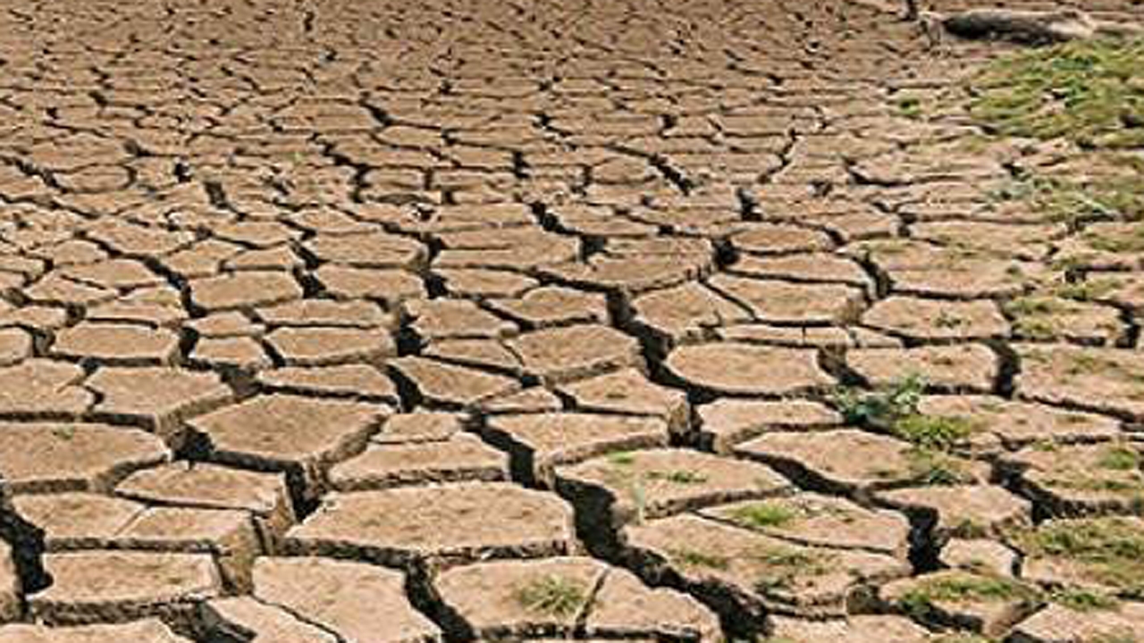 تب خشکسالی تهدیدی جدی برای خوشه‌های طلایی