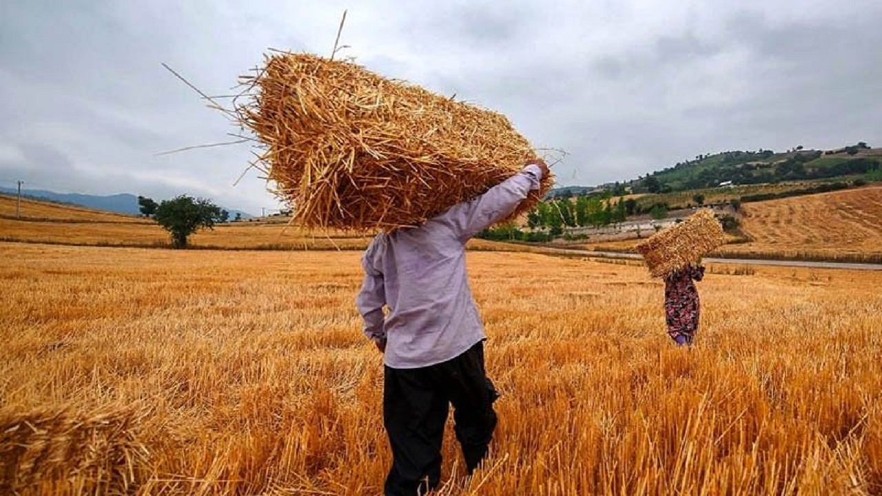 پرداخت بیش از ۴۶۰ میلیارد ریال از مطالبات گندمکاران زنجانی