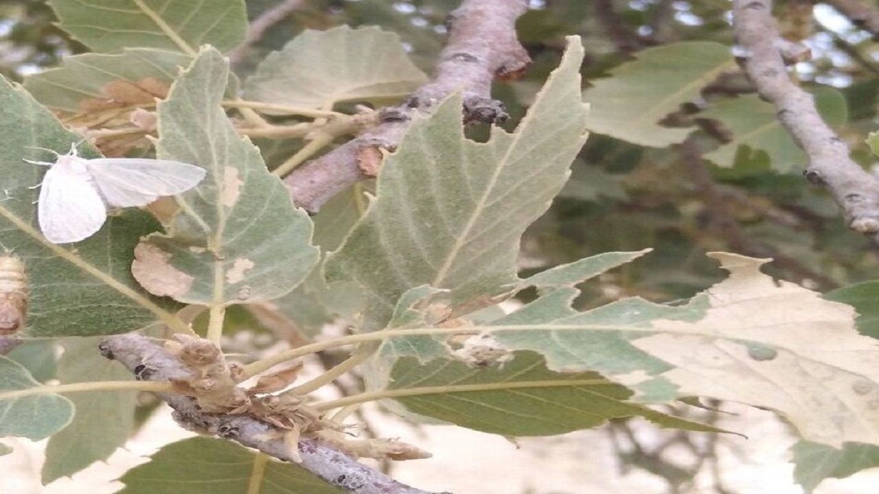 جنگل‌های بلوط استان اصفهان برای مبارزه با آفت پروانه برگ‌خوار رصد می‌شود