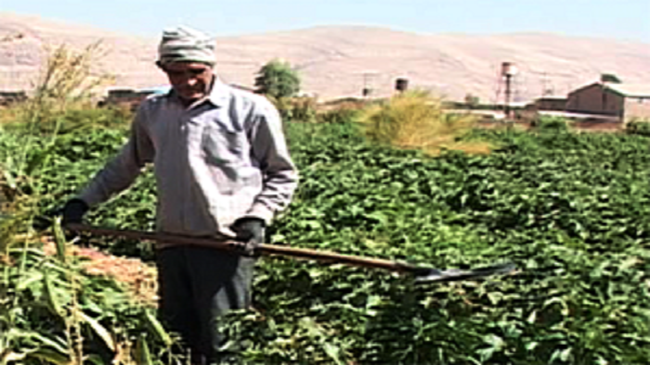 پرداخت ۶۱۳ میلیارد تومان طلب گندمکاران لرستانی