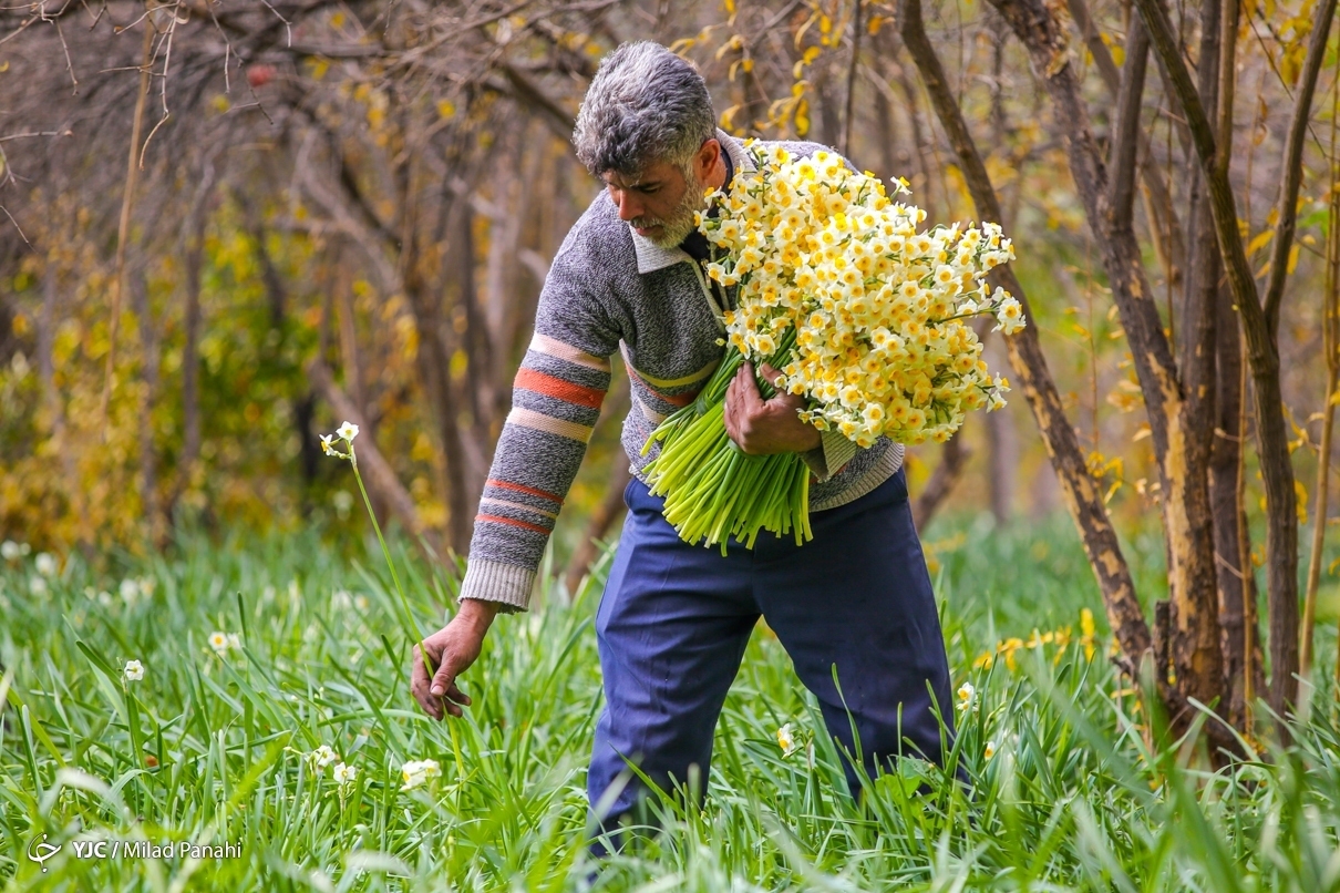 ۲ نرگس‌زار فارس در فهرست میراث طبیعی ملی کشور به ثبت رسید