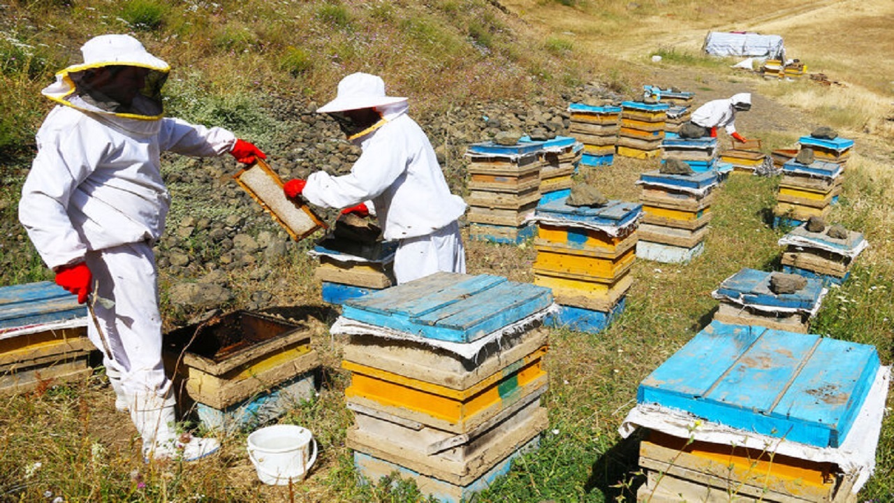آغاز برداشت عسل بهاره از زنبورستان‌های استان اردبیل