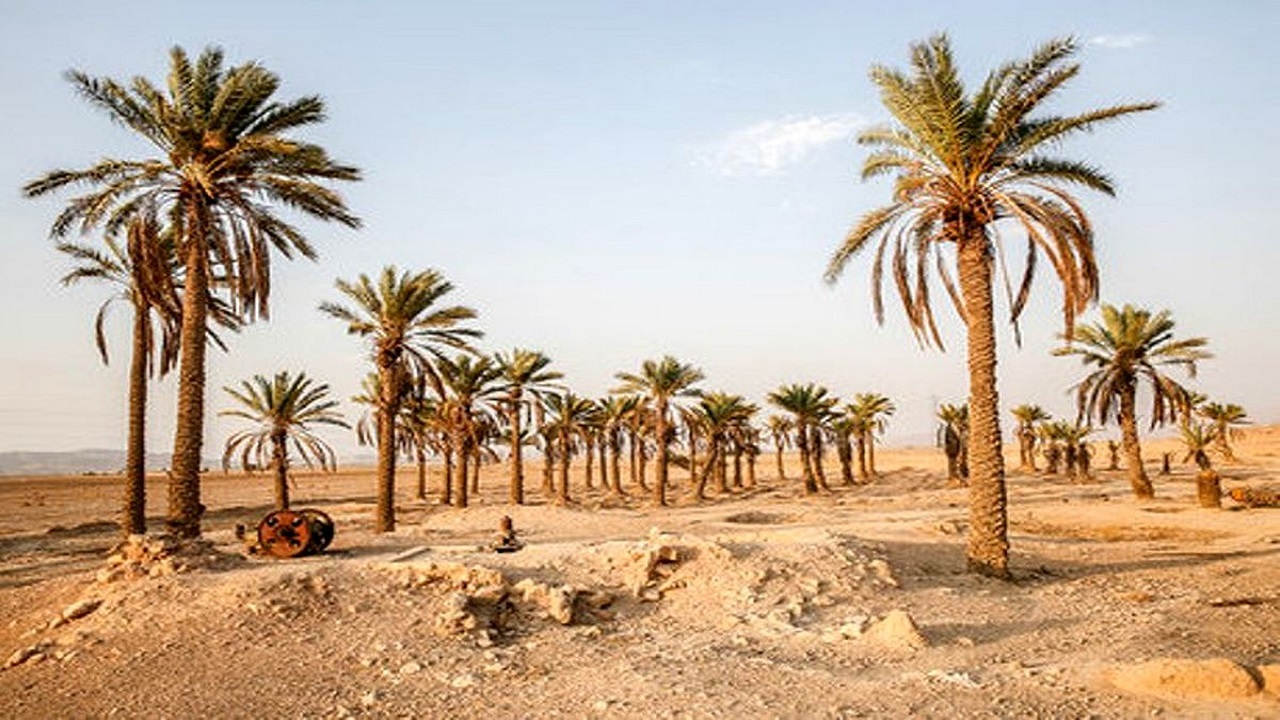 برداشت غیرمجاز آب عامل تشنگی نخلستان های اروندکنار