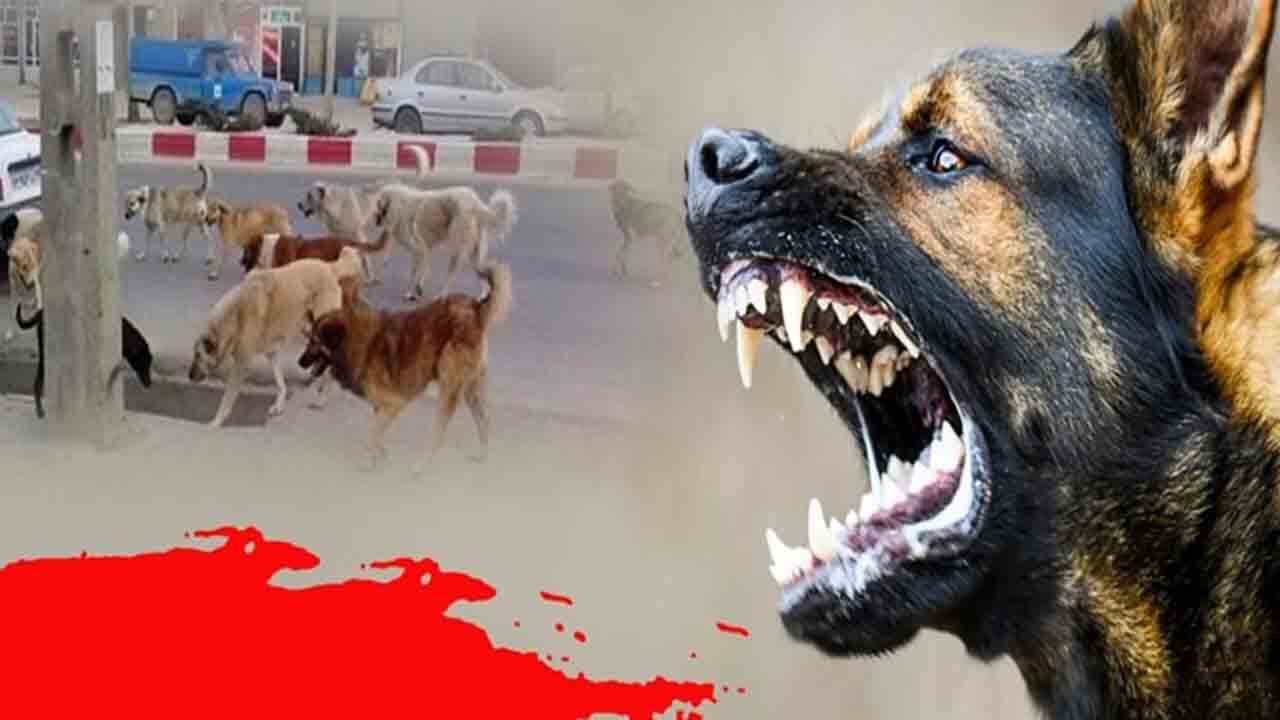 کاربران ایرانی توئیتر درباره سگ‌های ولگرد چه می‌گویند؟