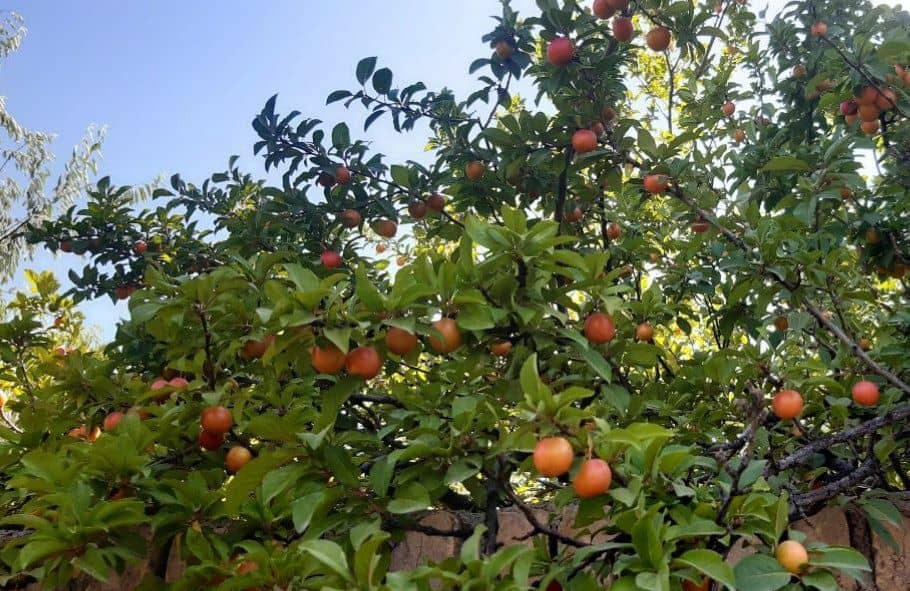 آغاز برداشت آلوچه از باغات منطقه کدکن تربت حیدریه