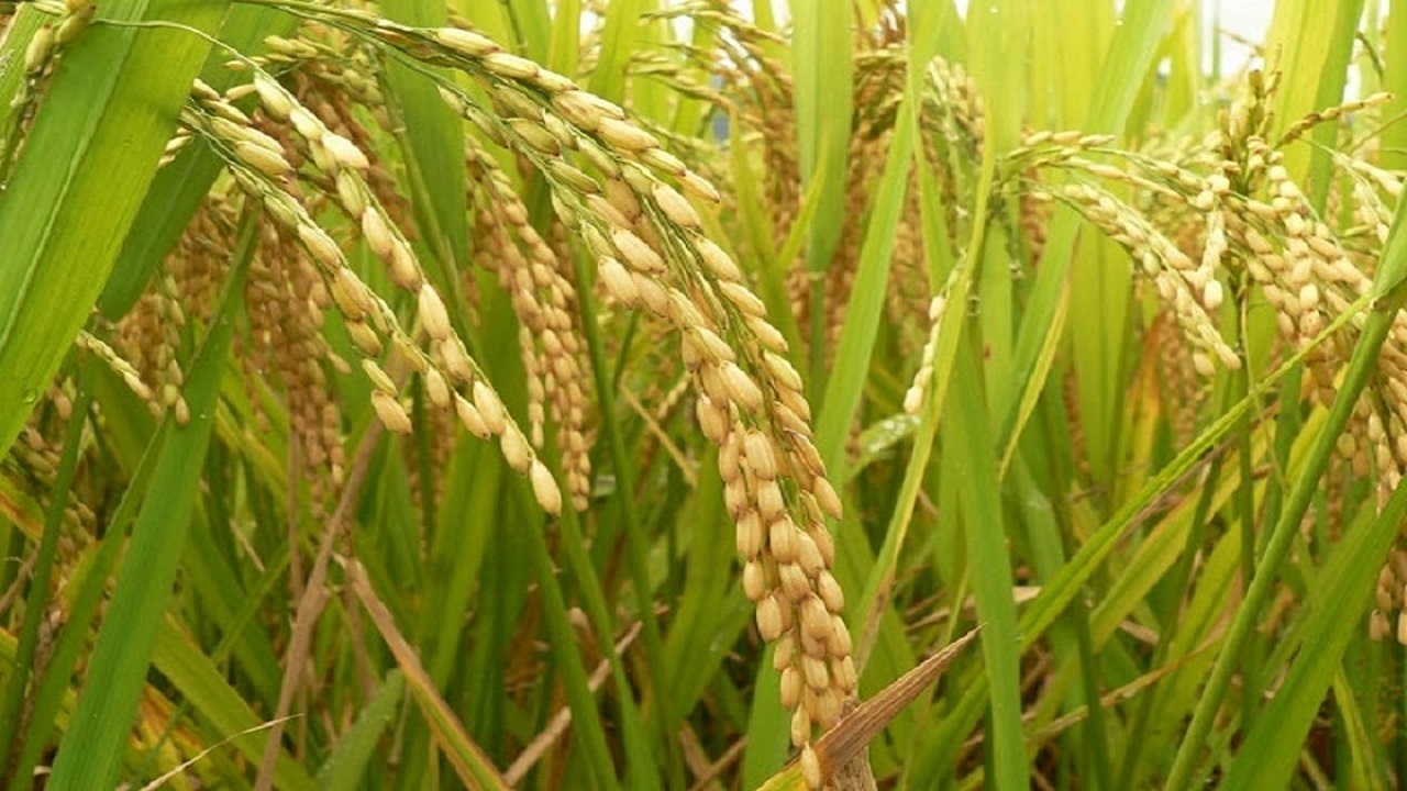 از