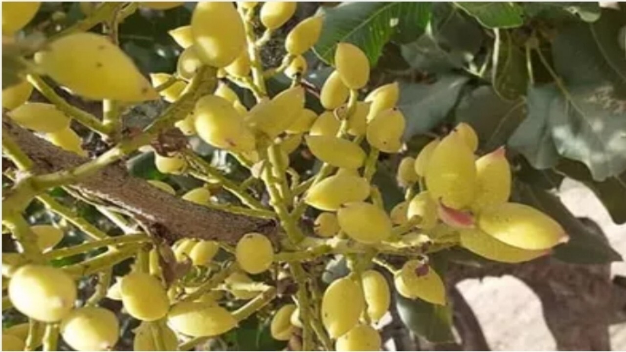 آتش سوزی در چند باغ پسته در ولایت بادغیس روی داده است
