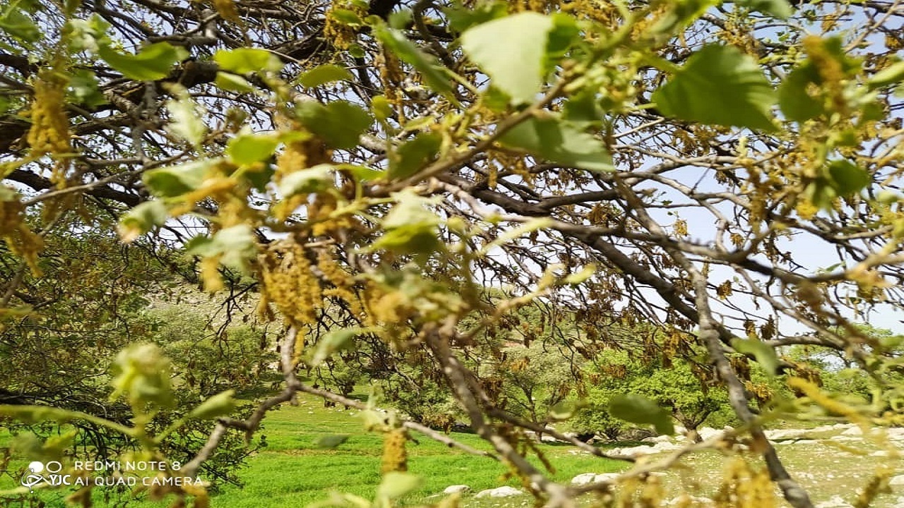 پایش روزانه مناطق جنگلی چهارمحال و بختیاری برای مقابله با آفات