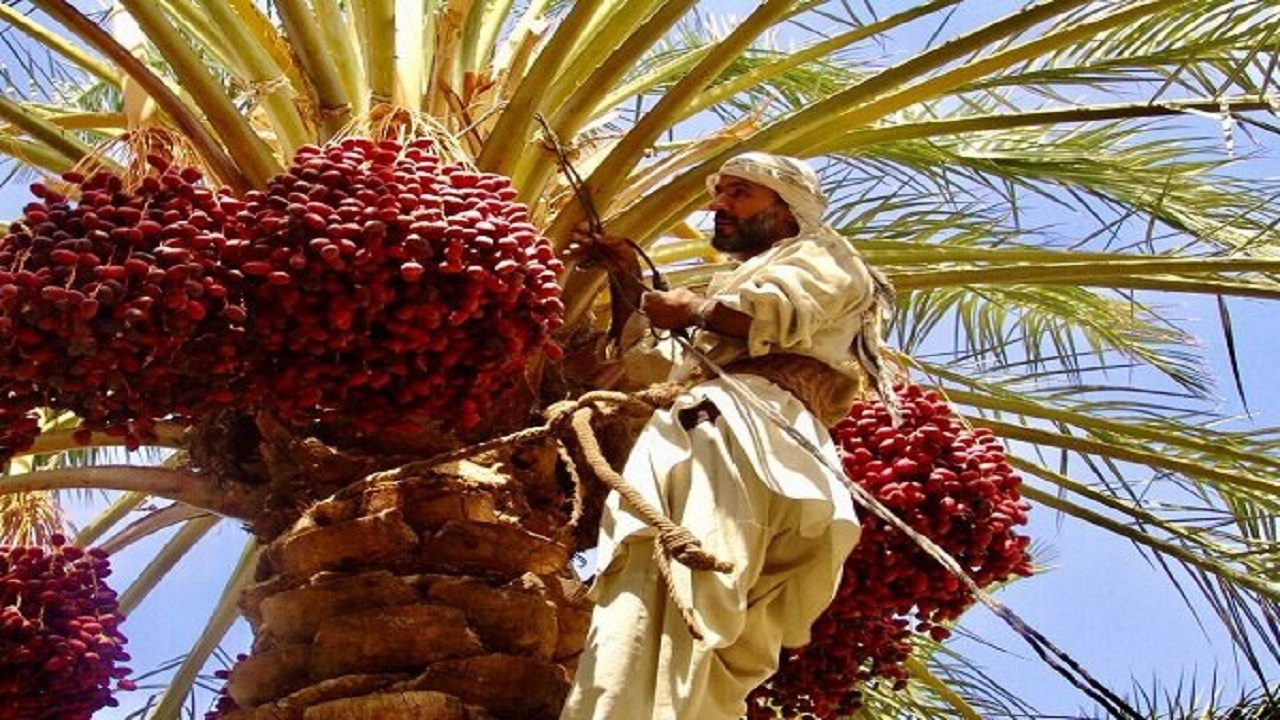 ٣ هزار هکتار نخلستان با ارقام تجاری در سیستان وبلوچستان ایجاد می‌شود