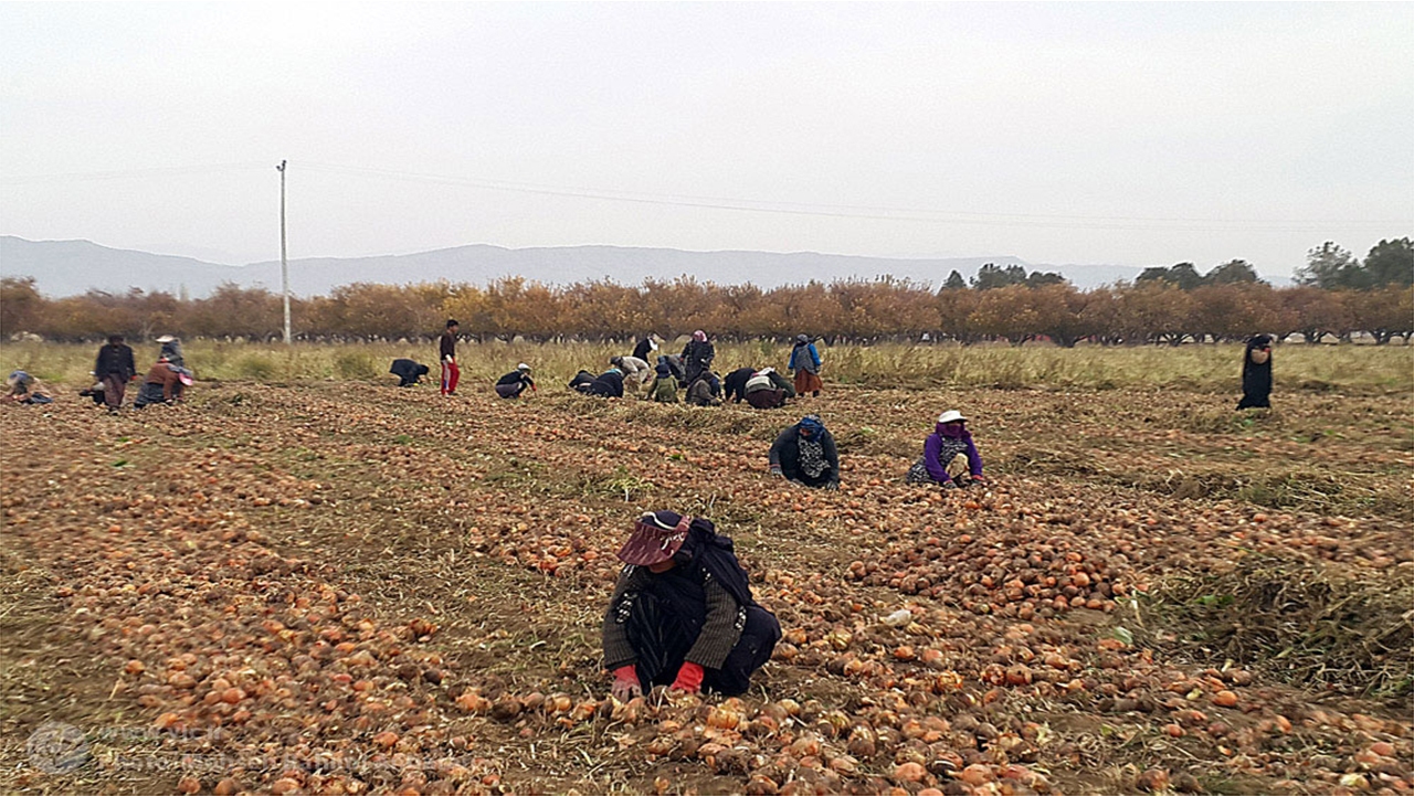 برداشت پیاز از مزارع آباده آغاز شد