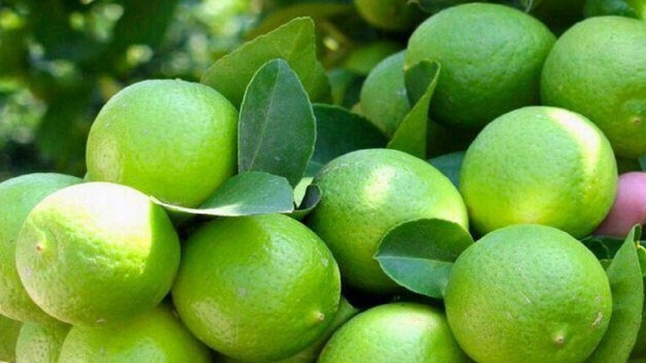 پیش بینی برداشت ۴۵ هزار تن لیمو از باغ‌های توکهور و هشتبندی