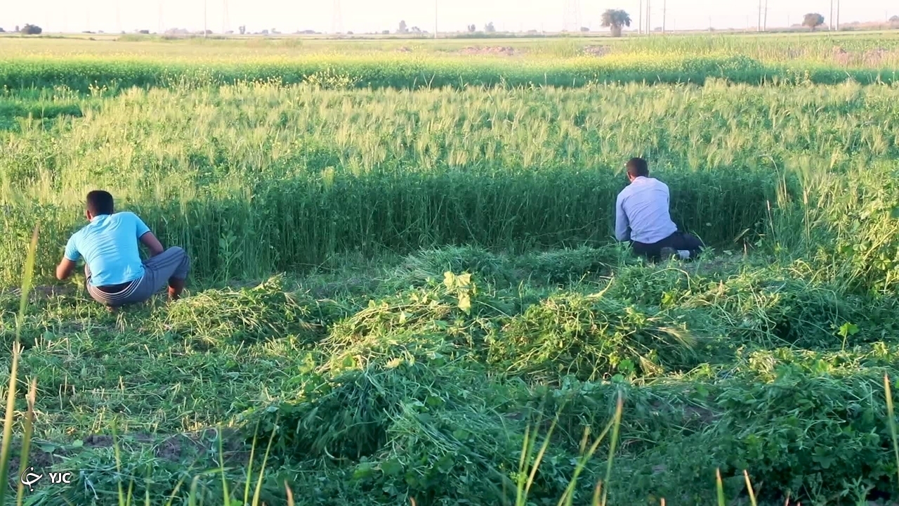 مهاباد دارای بیش از ۸۰ هزار هکتار زمین زراعی و باغی است