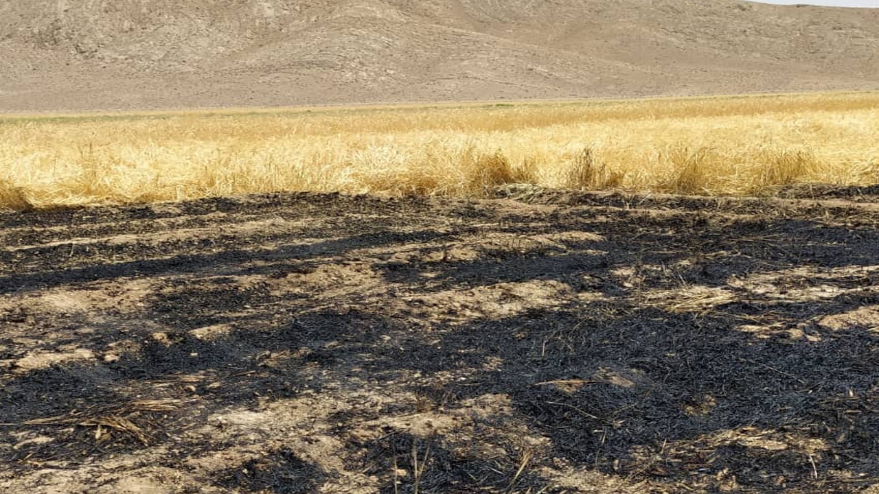 مهار آتش در  گندم زار های روستای عباس آباد بهمن