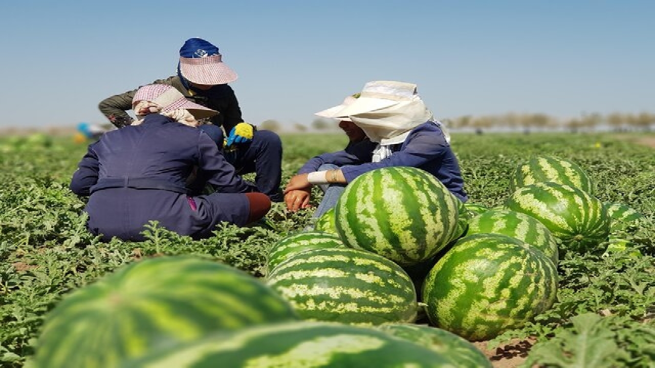 پیش بینی برداشت ۴۰ هزار تن هندوانه از مزارع باشت