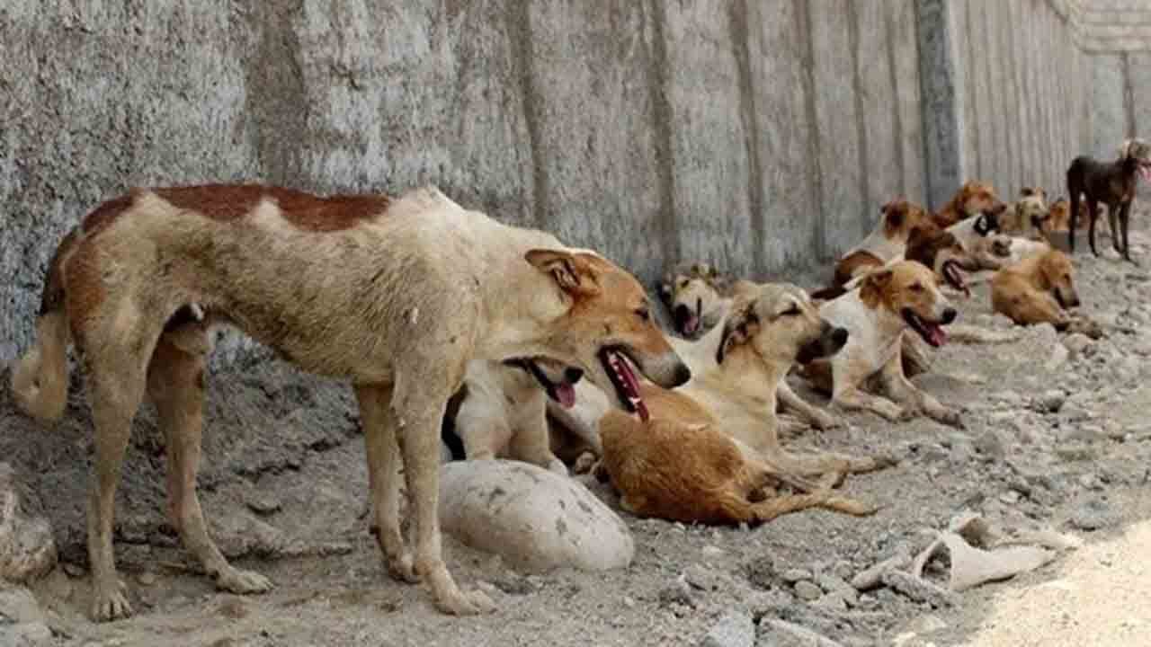 ناکامی در عقیم‌سازی سگ‌های ولگرد با غذارسانی سازمان‌یافته دوستداران صوری حیات وحش/ نسخه جهانی چیست؟
