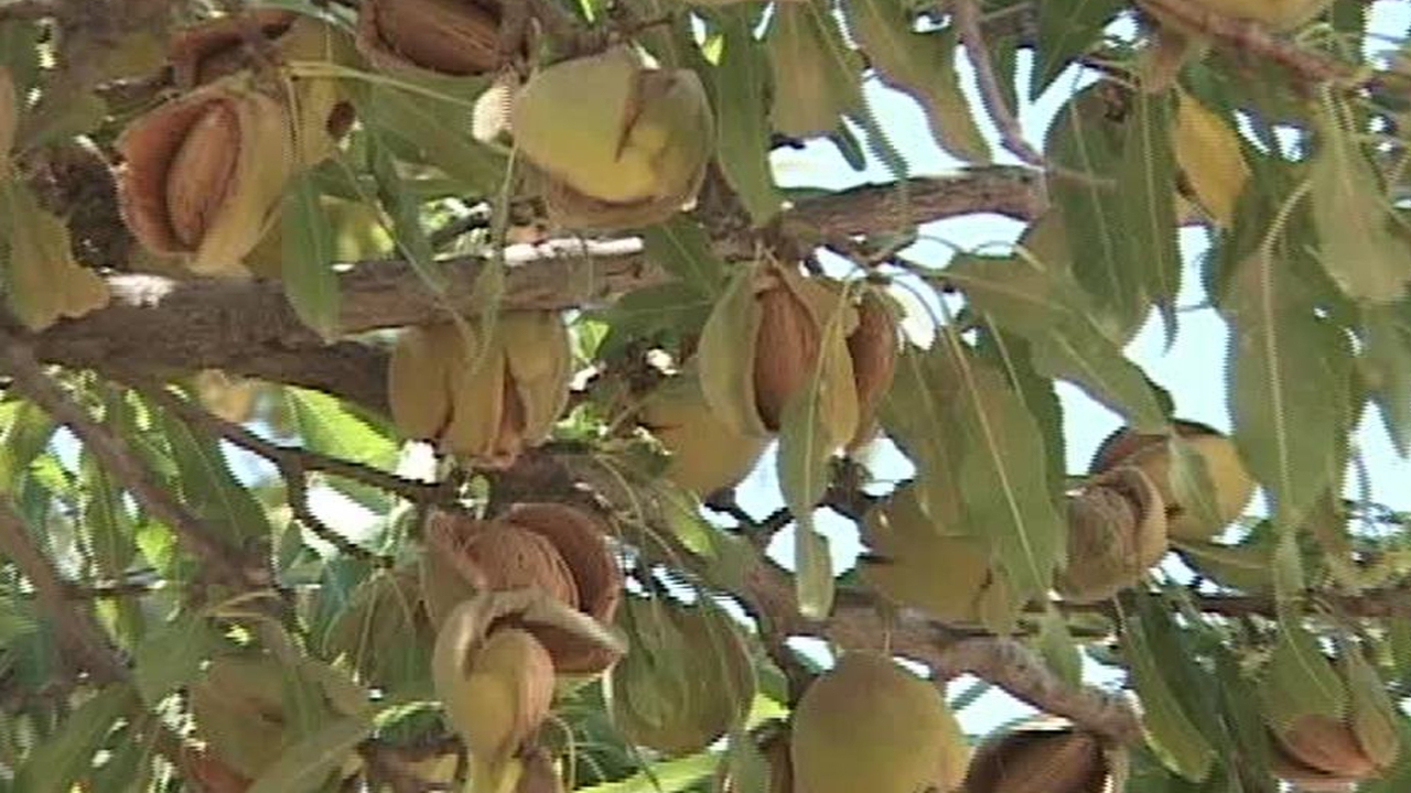 آغاز برداشت بادام از باغ های خفر