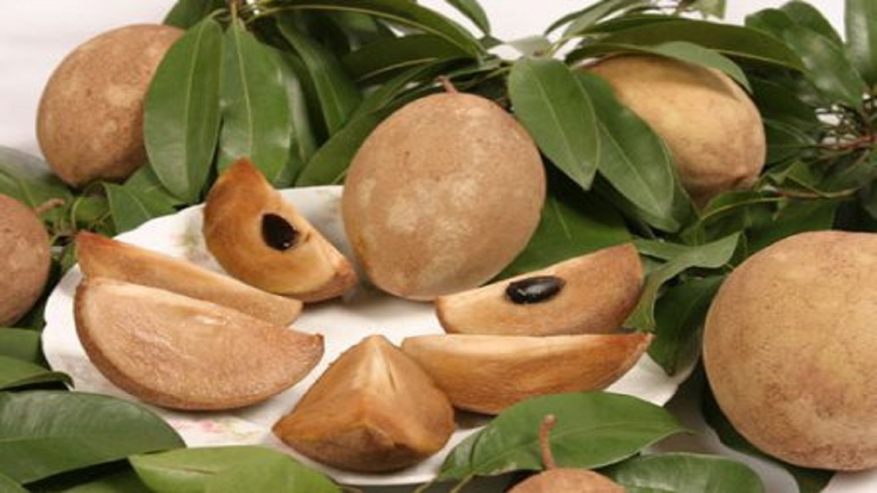 برداشت چیکو در سیستان و بلوچستان