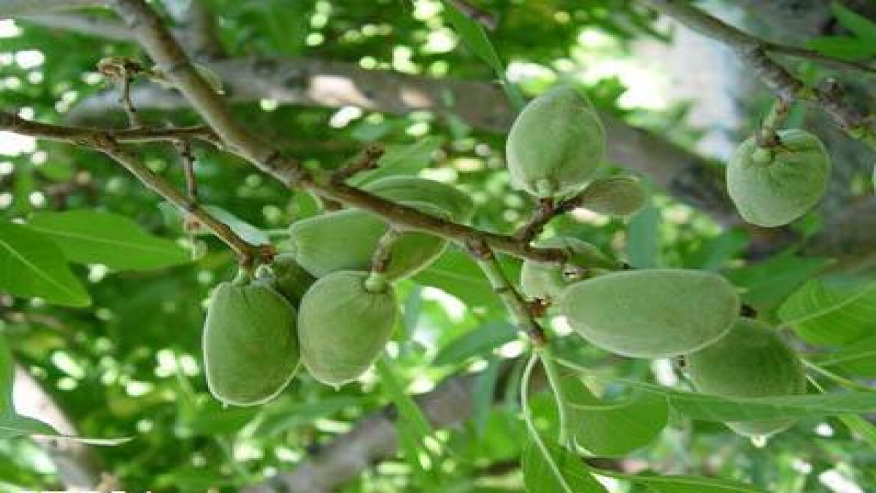 آفات در کمین درختان بادام خراسان شمالی