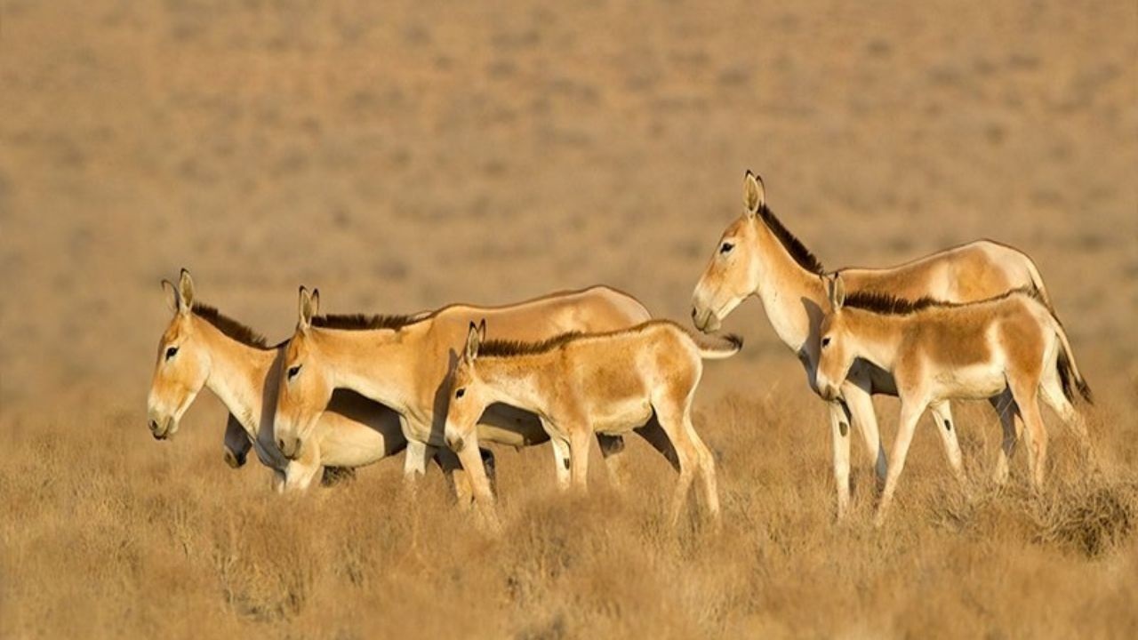 ثبت سومین زایمان گور ایرانی در پارک ملی سیاهکوه در استان یزد