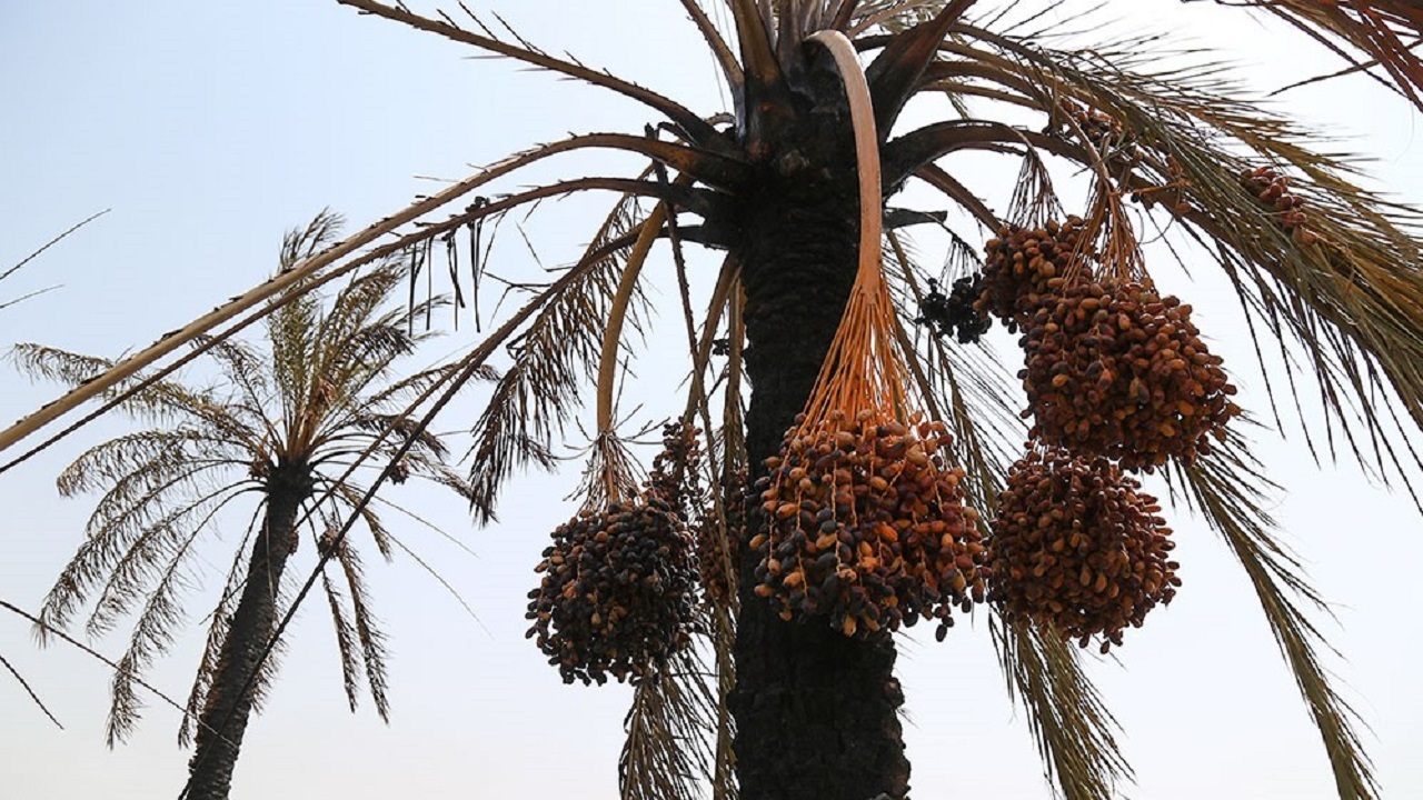 از بین بردن ده‌ها نفر نخل با ریختن گازوئیل در حمیدیه؛ پاجوش‌ها آسیب ندیدند