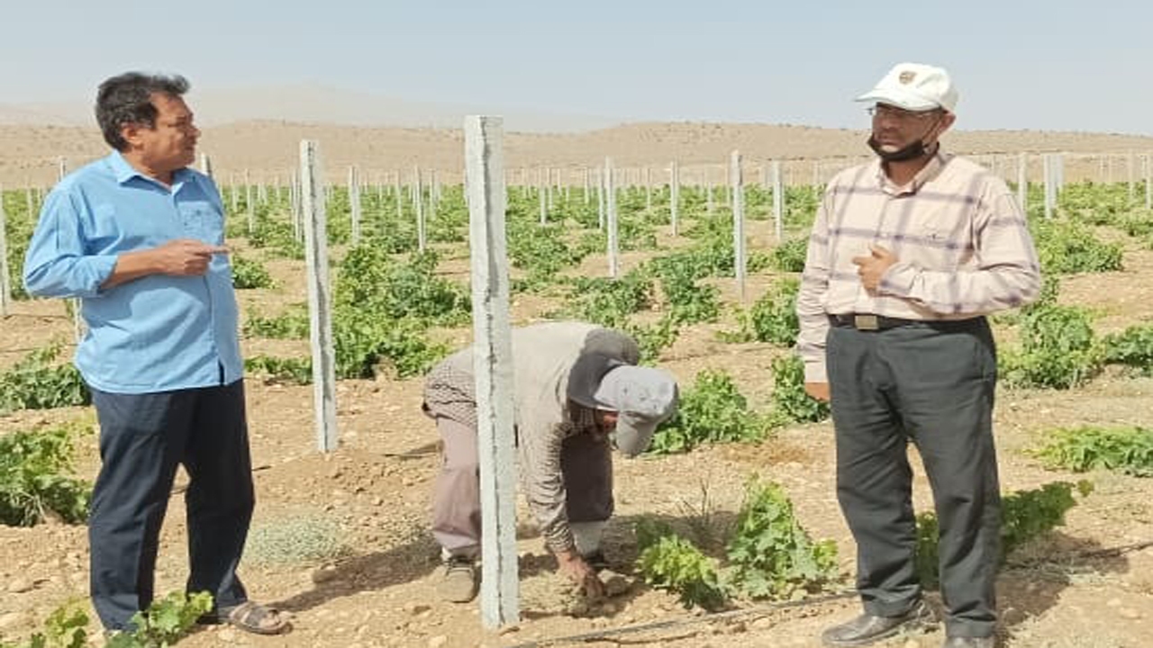اجرای باغ انگور داربستی در خرامه