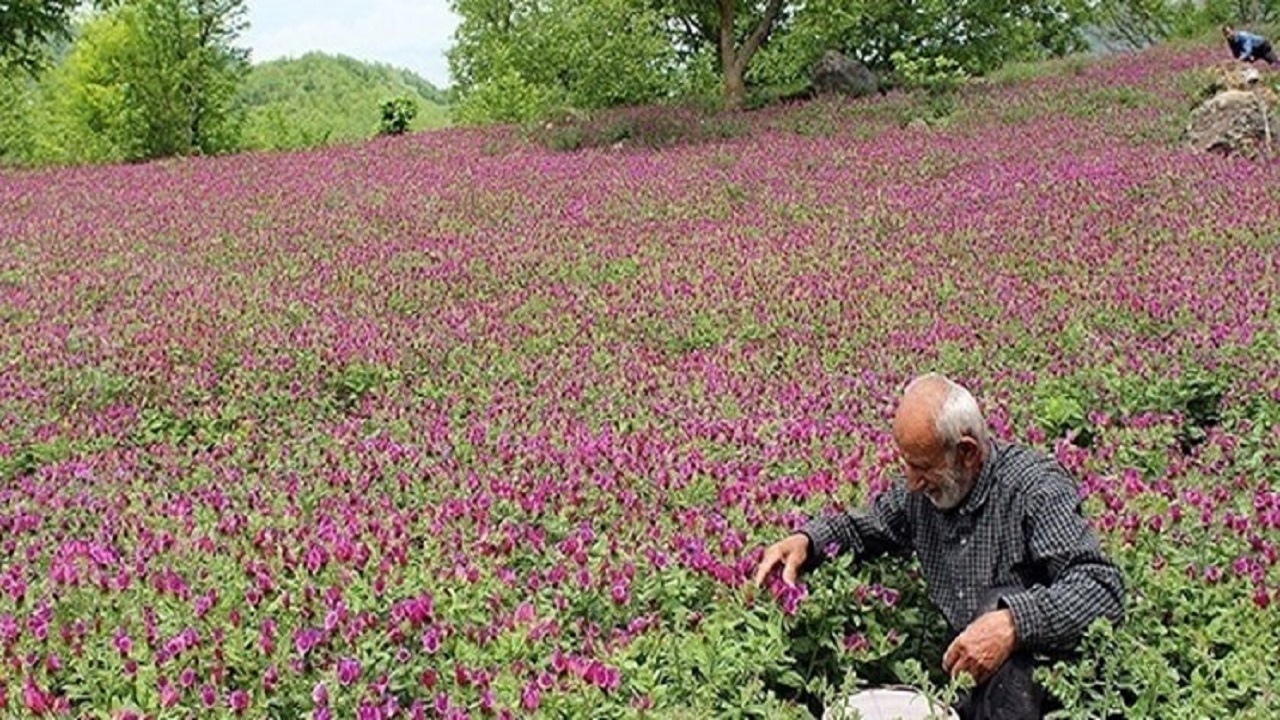 گنج‌های طبیعی کویر، بی ارزش رها می‌شوند