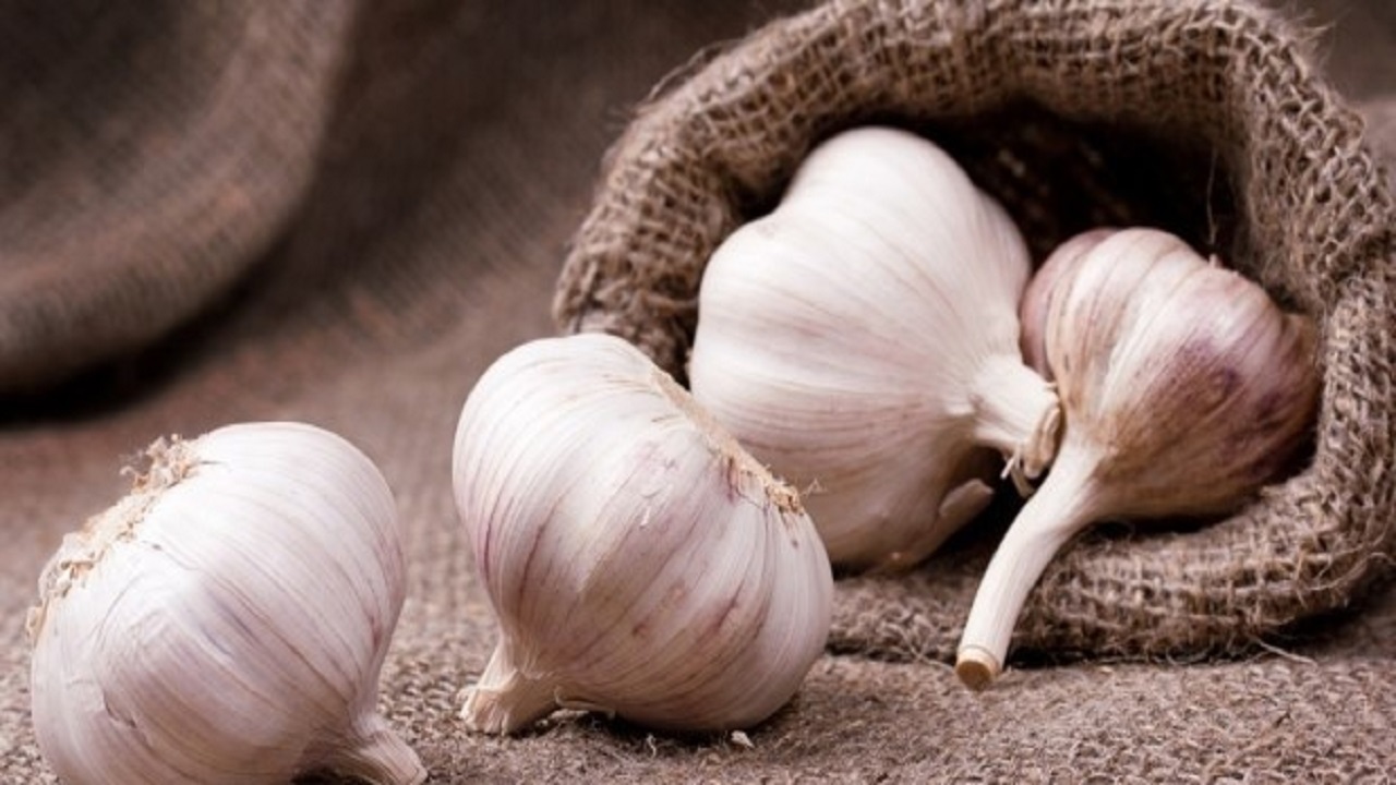 چگونه از جوانه زدن و سبز شدن سیر خشک جلوگیری کنیم؟