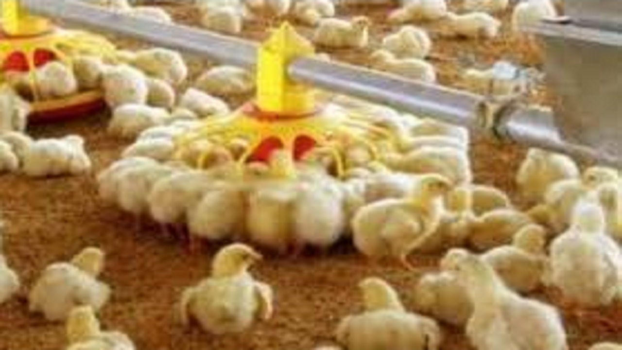 جوجه ریزی بیش از ۱۳ میلیون قطعه‌ای در مازندران