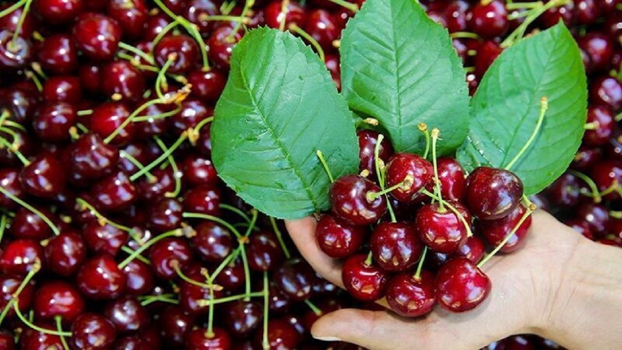 پیش بینی برداشت بیش از ۳ هزار تن گیلاس در شهرستان البرز