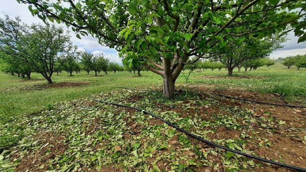 خسارت ۵۰ درصدی وزش باد به باغات سامان