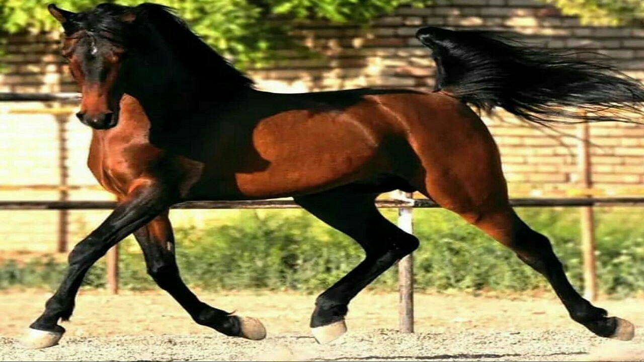نشانه‌های سلامتی در اسب