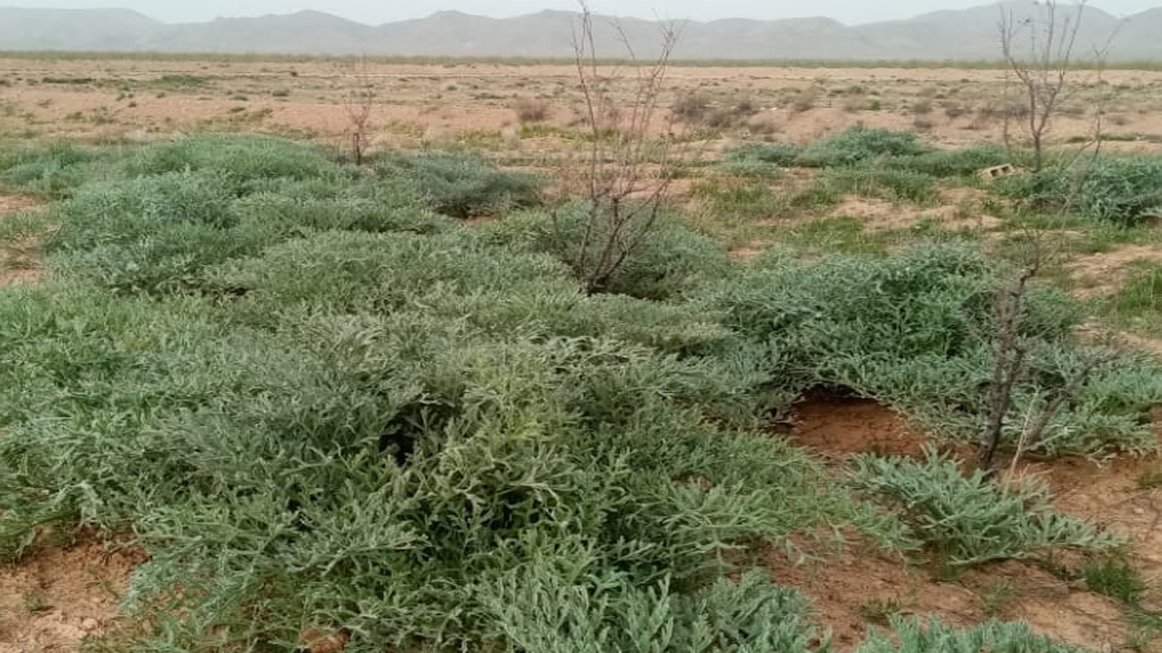 آغاز برداشت آنغوزه از مزارع دیم نی ریز