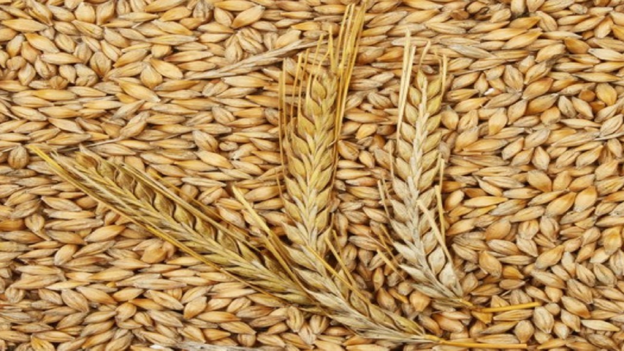 ذخیره سازی ۹۰۰ تُن جو دامی در خراسان جنوبی