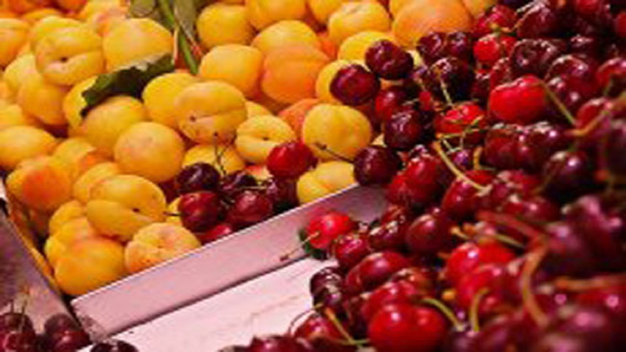 برداشت گیلاس و زردآلو از باغات چهارمحال و بختیاری