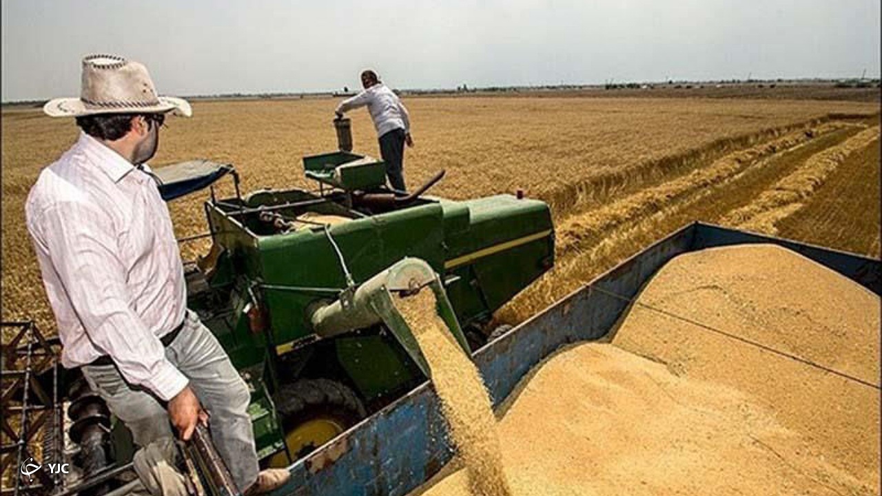 پیش‌بینی برداشت ۷۵ هزار تن گندم از مزارع میاندوآب