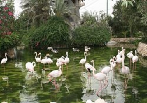 کمیاب&zwnj;ترین پرندگان جهان در گذر چهارباغ
