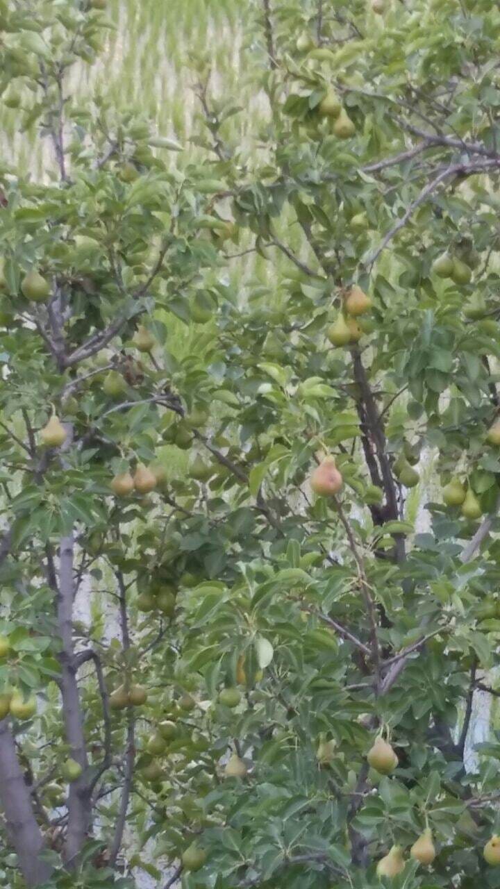طبیعت ایدلیک تصاویری از طبیعت تابستانی روستای ایدلیک