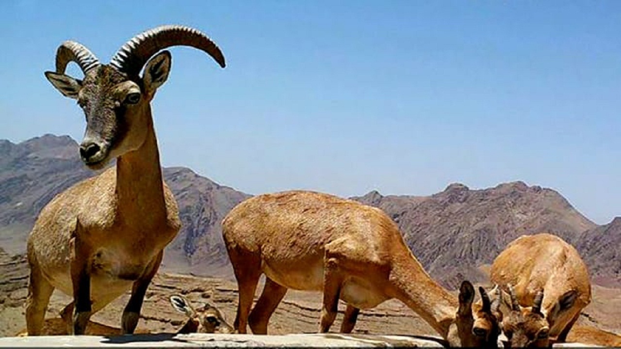 پای خشکسالی بر گلوی حیات وحش کوه بافق