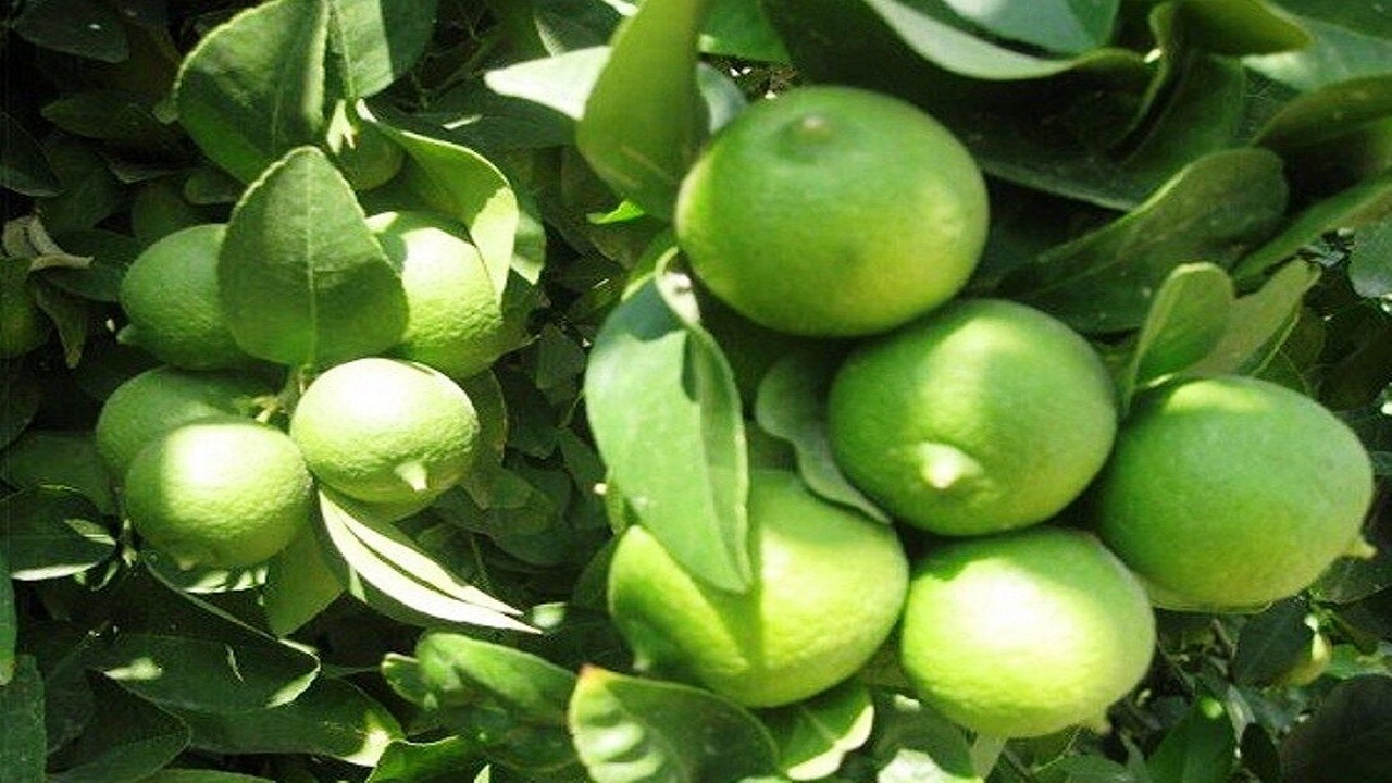 برداشت لیمو ترش از سطح باغات سیستان و بلوچستان آغاز شد