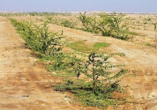 کاشت درخت برای ایجاد کمربند سبز