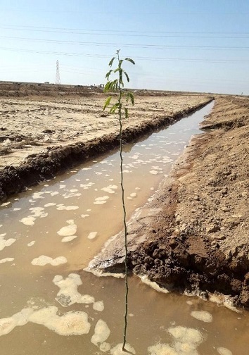 کاشت درخت برای ایجاد کمربند سبز