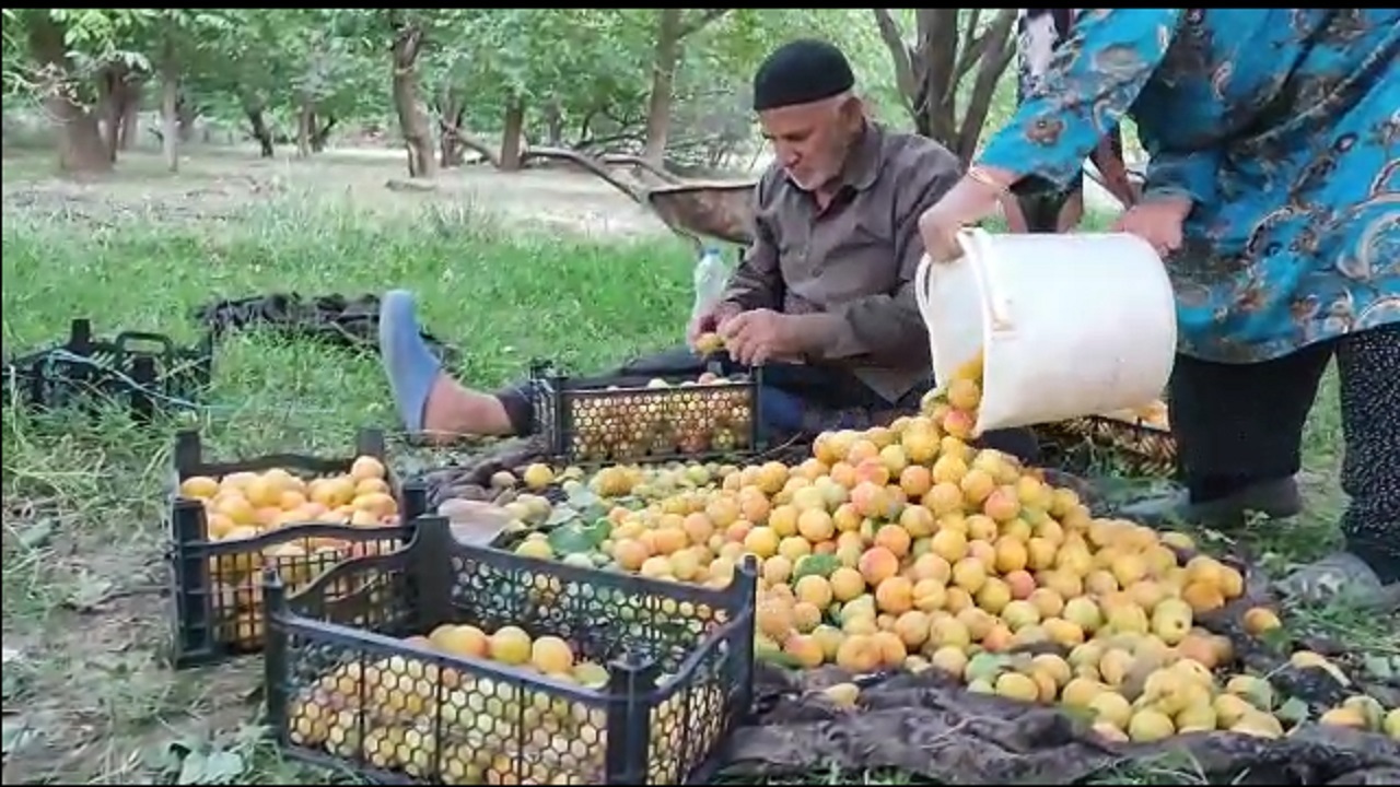 بیش از ۴هزارتن زردالو از باغ های نهاوند برداشت می شود