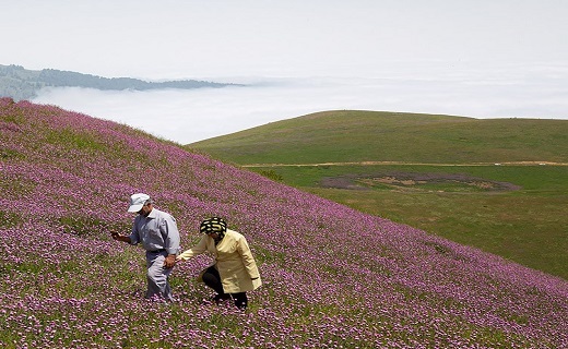 دهکده ییلاقی سلانسر رودبار