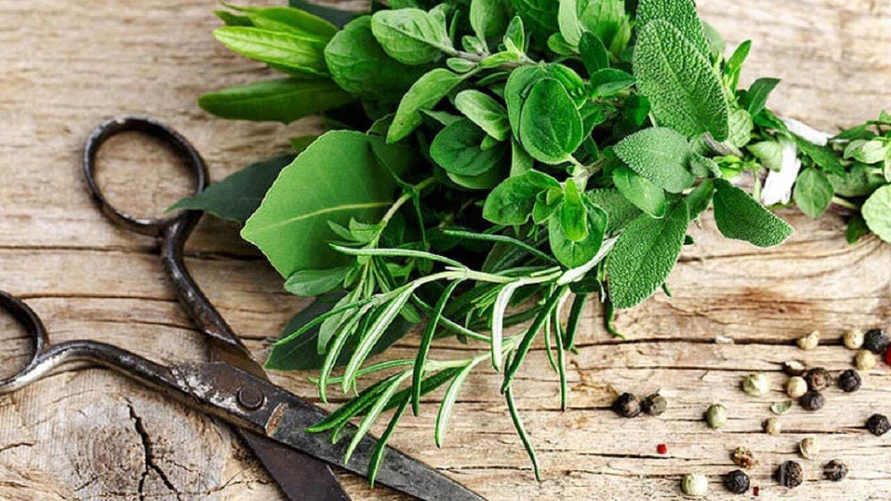 آموزش کاشت جعفری در منزل + فيلم