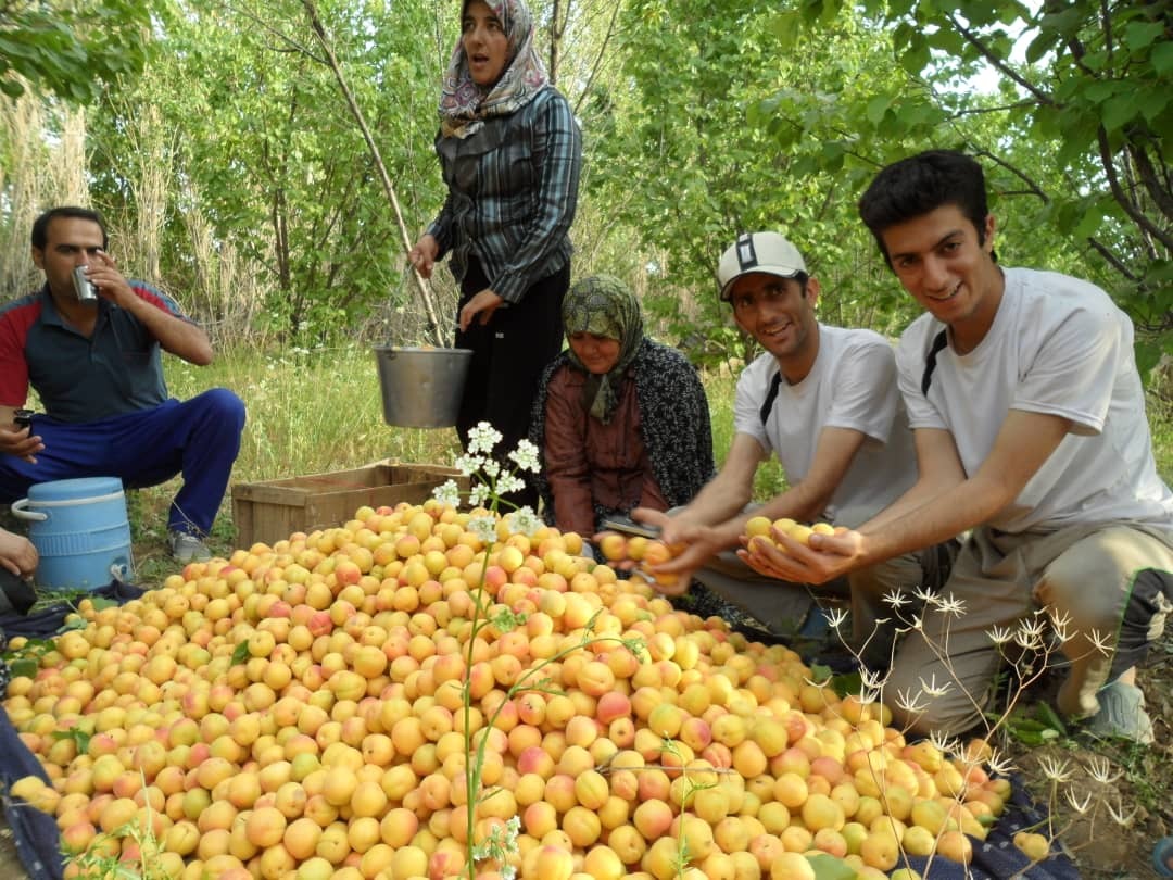 بیش از ۴هزارتن زردالو از باغ های نهاوند برداشت می شود بیش از ۴هزارتن زردالو از باغ های نهاوند برداشت می شود